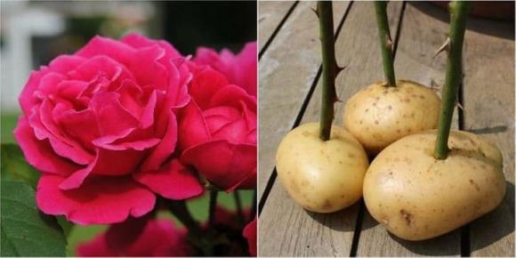 mẹo trong cuộc sống, mẹo giúp quần áo nhanh khô, kiến thức