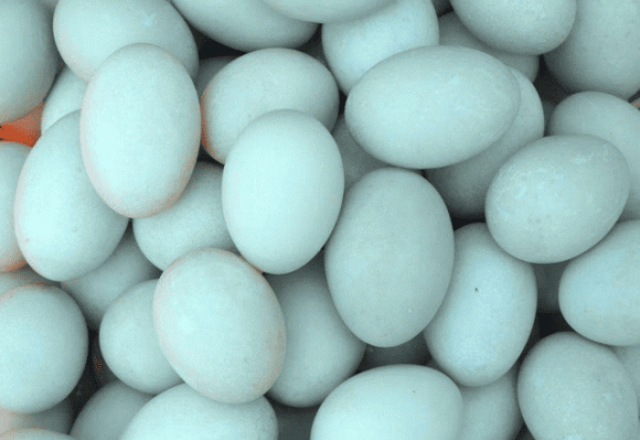 giá trị dinh dưỡng các loại trứng, trứng gà, trứng ngỗng