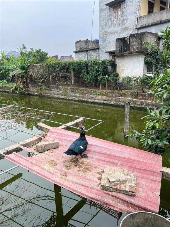 hoa hậu Ngọc Hân, sao Việt