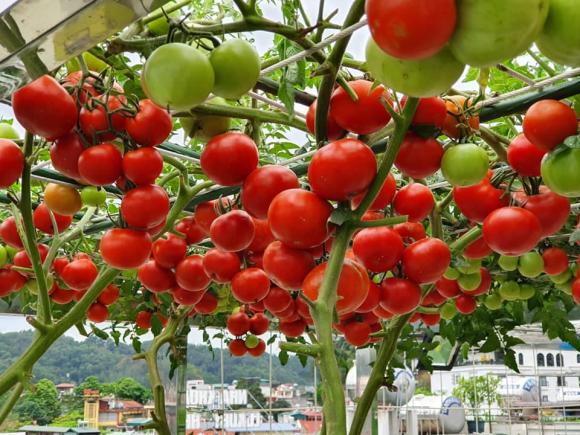 giàn cà chua, cà chua trĩu quả, trồng cà chua