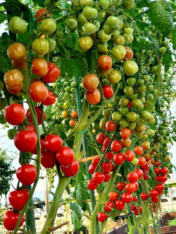 giàn cà chua, cà chua trĩu quả, trồng cà chua