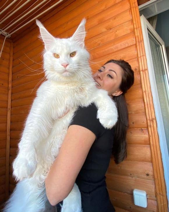 mèo khổng lồ, mèo lớn nhất thế giới, kỳ lạ