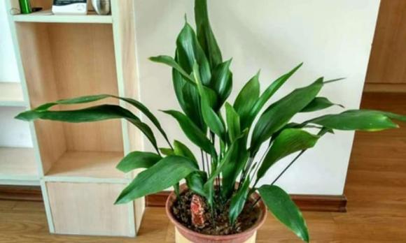 những loại cây trồng trong nhà, cây đẹp, cây cảnh trồng trong nha