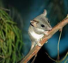 chuột Antechinus, giao phối, thế giới động vật,  mèo túi