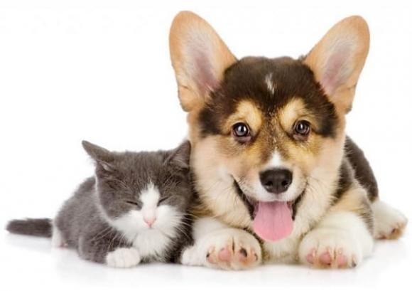 nuôi chó mèo, cách để chó mèo hòa thuận, nuôi động vật