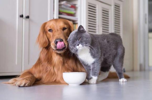 nuôi chó mèo, cách để chó mèo hòa thuận, nuôi động vật