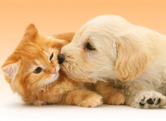 Giúp chó mèo yêu nhau là một miếng ghép quan trọng trong việc thể hiện tình yêu và tình cảm của chúng ta cho thú cưng. Hãy xem các hình ảnh đầy cảm xúc này và bạn sẽ có thêm động lực để thương yêu và chăm sóc chúng một cách tốt nhất!