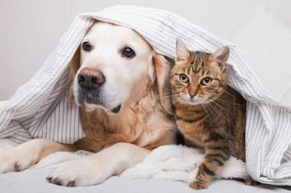 nuôi chó mèo, cách để chó mèo hòa thuận, nuôi động vật