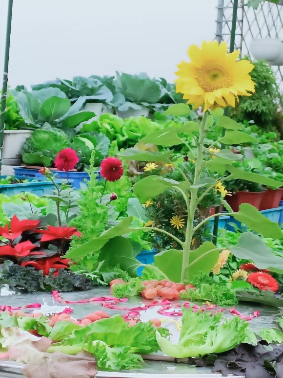 trồng rau trên sân thượng, cách trồng rau trên sân thượng, kiến thức 
