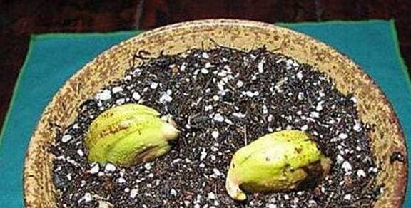 cách trồng nhãn, cách trồng xoài, trồng cây bằng hạt