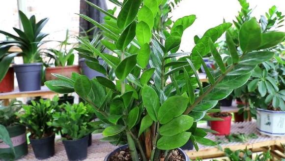 những loại cây trồng trong nhà, cây đẹp, cây cảnh trồng trong nha