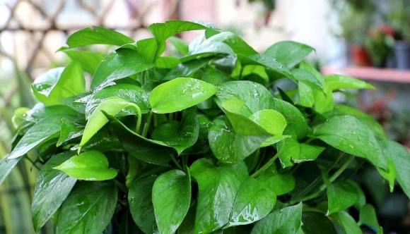 những loại cây trồng trong nhà, cây đẹp, cây cảnh trồng trong nha