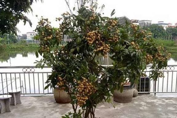 cách trồng nhãn, cách trồng xoài, trồng cây bằng hạt