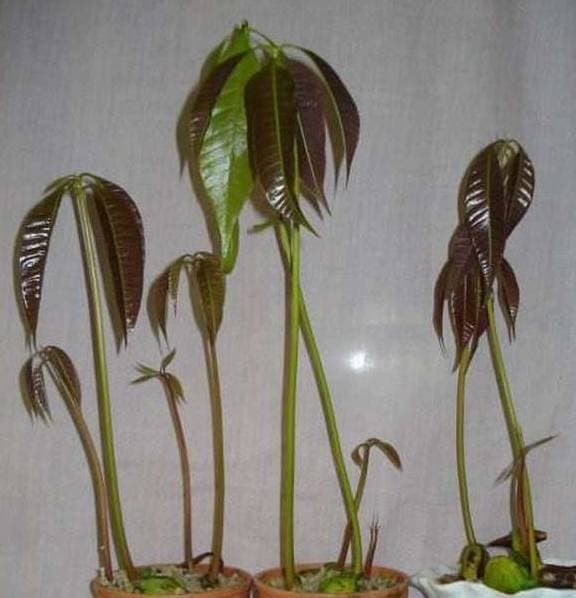 cách trồng nhãn, cách trồng xoài, trồng cây bằng hạt