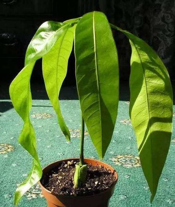 cách trồng nhãn, cách trồng xoài, trồng cây bằng hạt