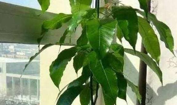 cách trồng nhãn, cách trồng xoài, trồng cây bằng hạt