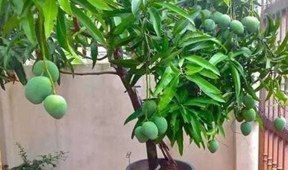 cách trồng nhãn, cách trồng xoài, trồng cây bằng hạt