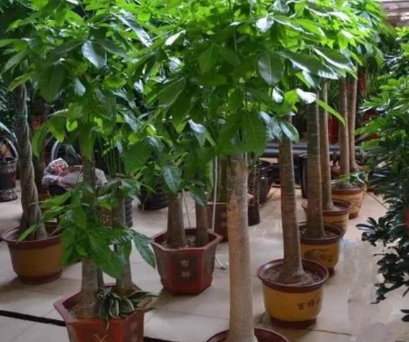 những loại cây trồng trong nhà, cây đẹp, cây cảnh trồng trong nha