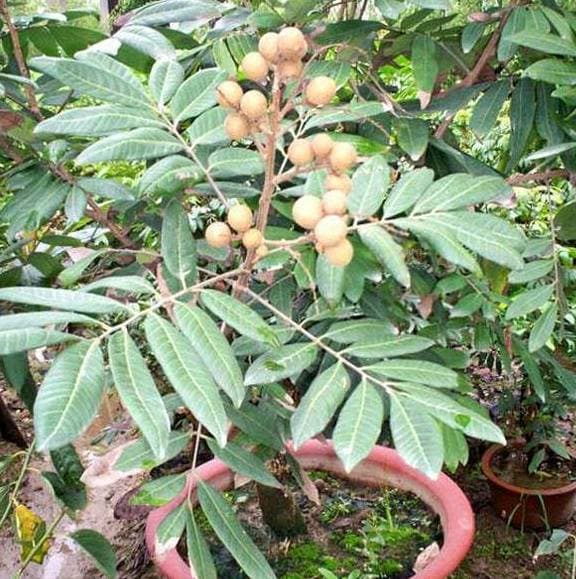 cách trồng nhãn, cách trồng xoài, trồng cây bằng hạt