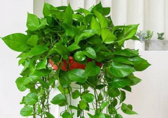 những loại cây trồng trong nhà, cây đẹp, cây cảnh trồng trong nha