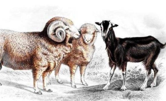 tử vi, con giáp, Tết Nguyên Đán
