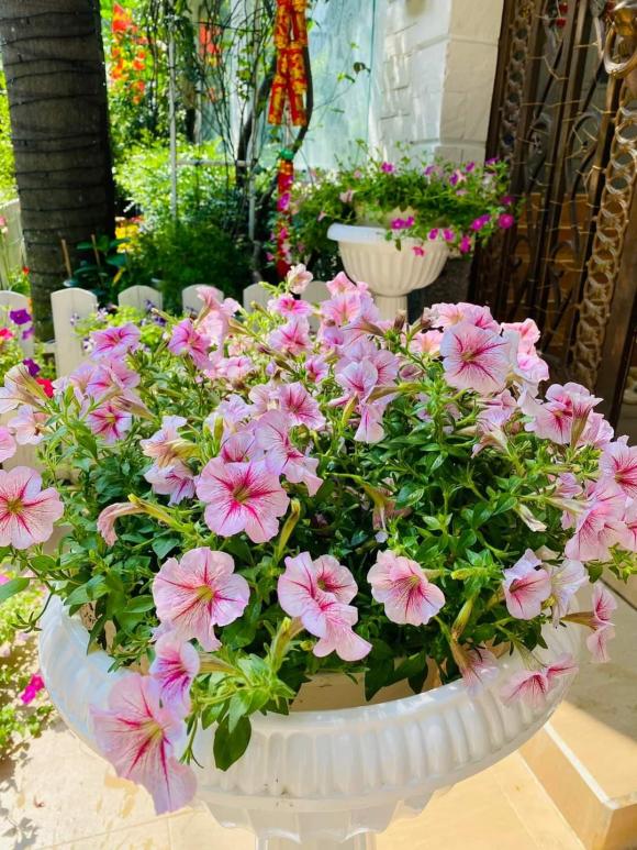 ca sĩ vy oanh, sao việt 