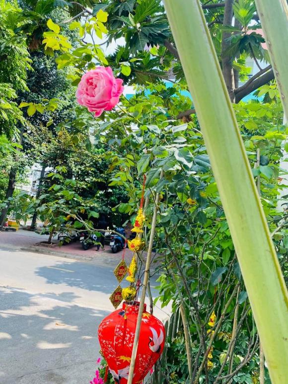 ca sĩ vy oanh, sao việt 