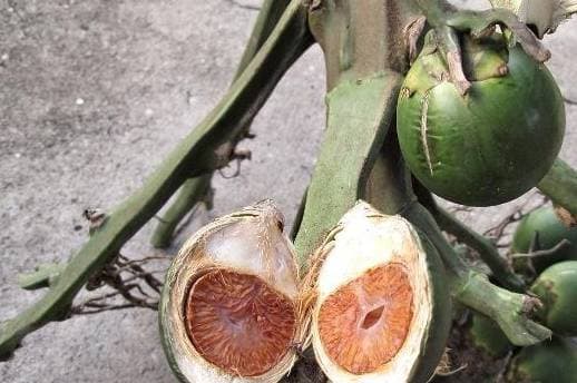 an toàn thực phẩm, ung thư