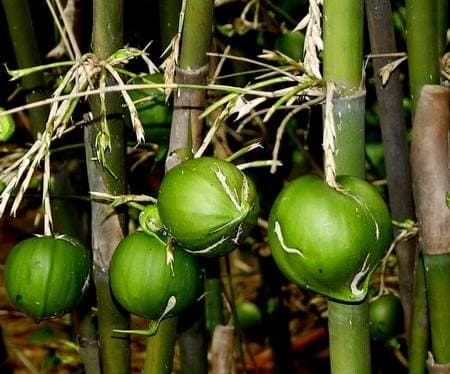 tre lê, cây trẻ, quả tre, cây lạ