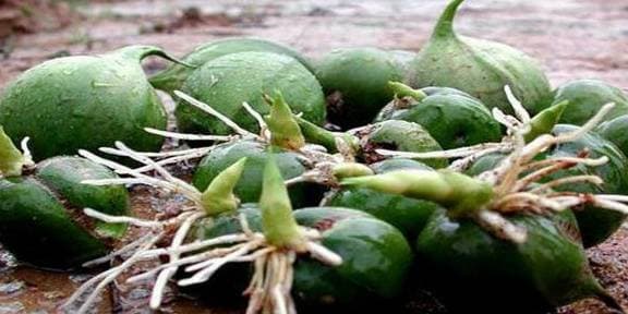 tre lê, cây trẻ, quả tre, cây lạ