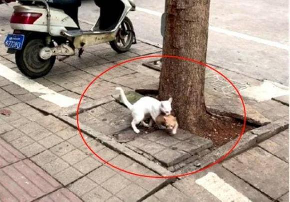 câu chuyện thú vị, thú vị, mèo mẹ dạy mèo con trèo cây