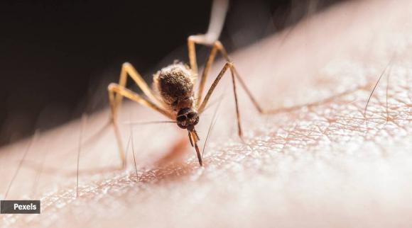 loài muỗi biến mất, tìm hiểu loài muỗi, muỗi hút máu, muỗi thụ phấn, vai trò của muỗi, 