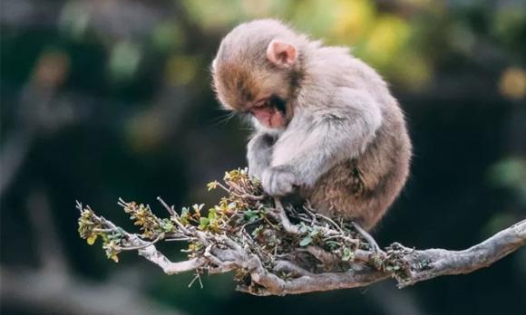 ngày vía thần tài, sao Việt mua vàng, sao Việt