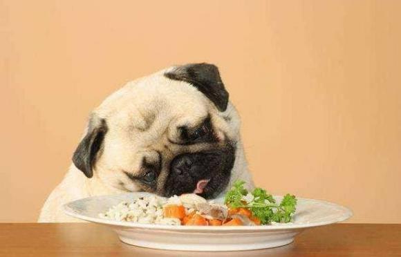 Hãy trò chuyện cùng chúng tôi về số lượng cơm cho chó của bạn. Xem hình ảnh để biết cách đưa ra số lượng cơm hợp lý cho chó của mình.