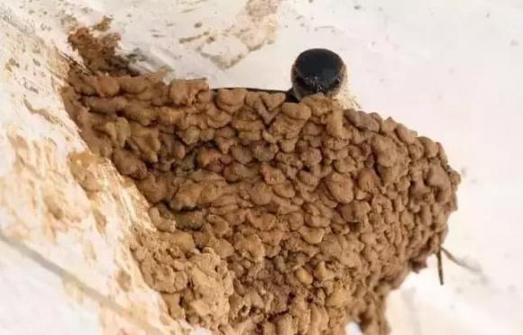 điềm lành, điềm may, điềm báo