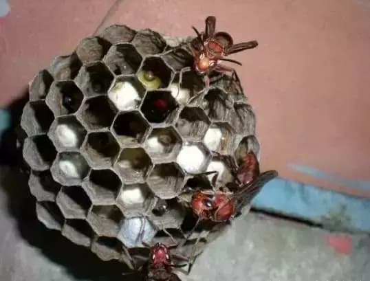 điềm lành, điềm may, điềm báo