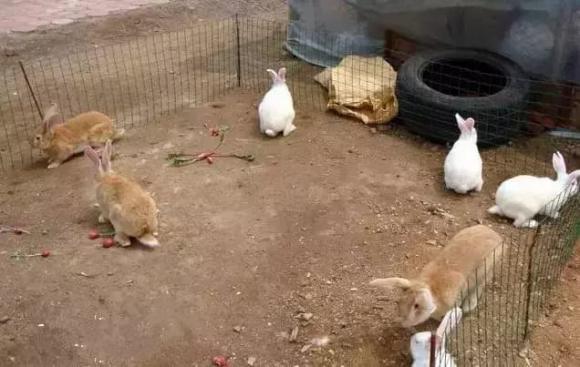 điềm lành, điềm may, điềm báo