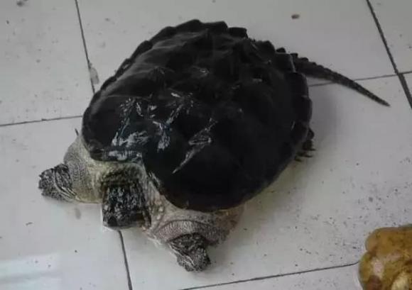 điềm lành, điềm may, điềm báo
