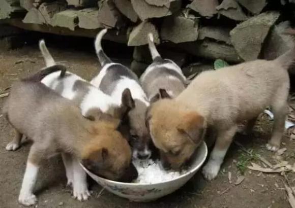 điềm lành, điềm may, điềm báo