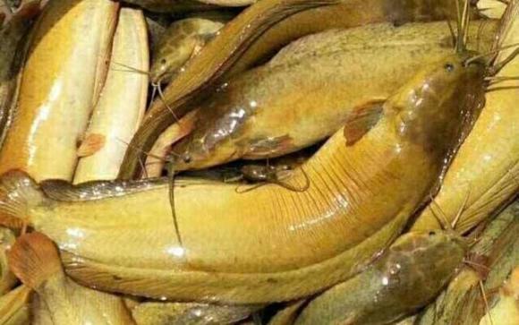 ăn cá, chọn cá, an toàn thực phẩm, cá kém chất lượng