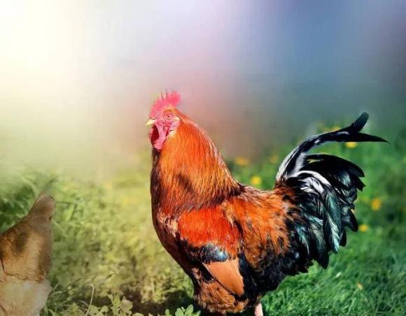 tử vi, con giáp, tử vi ngày 19