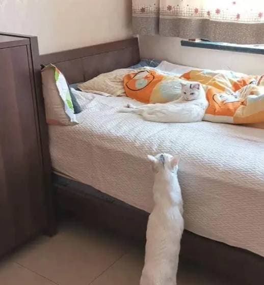 mèo, vật nuôi