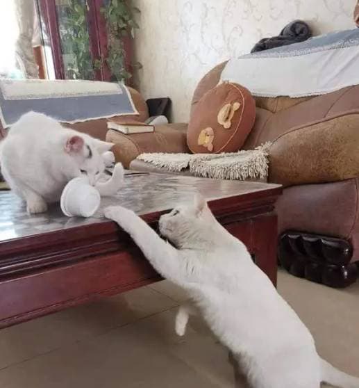 mèo, vật nuôi