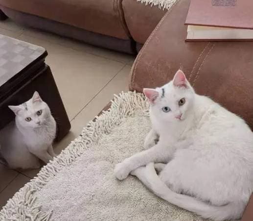 mèo, vật nuôi