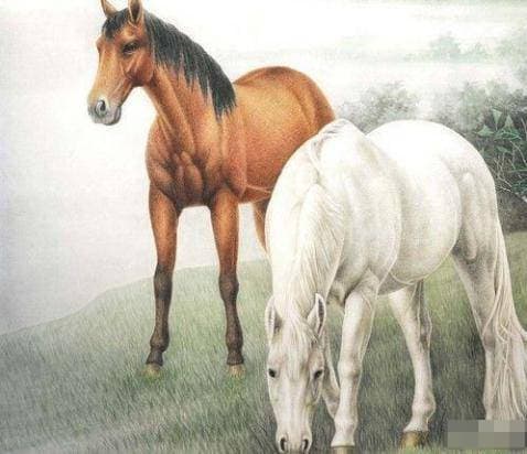 tử vi, con giáp, tuổi Ngọ, tuổi ngựa