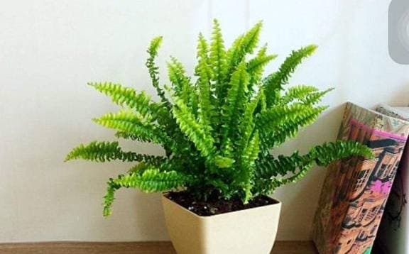 loại cây tốt cho căn nhà, cây hút chất độc, cây cảnh trong nhà