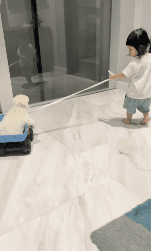 doanh nhân cường đô la, đàm thu trang, suchin, sao việt