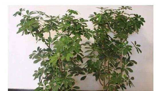 cây phong thủy, phong thủy gia đình, đặt cây phong thủy trong nhà