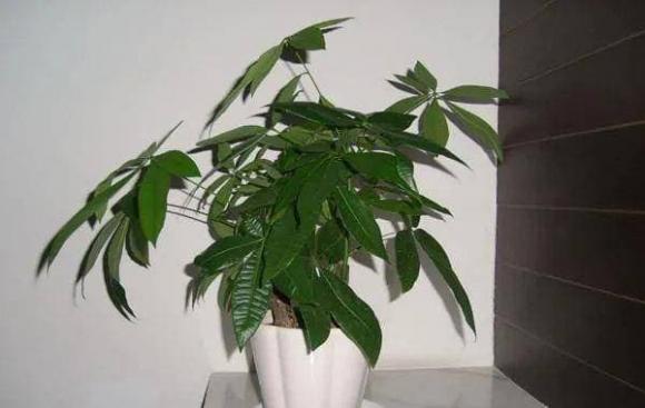 cây phong thủy, phong thủy gia đình, đặt cây phong thủy trong nhà
