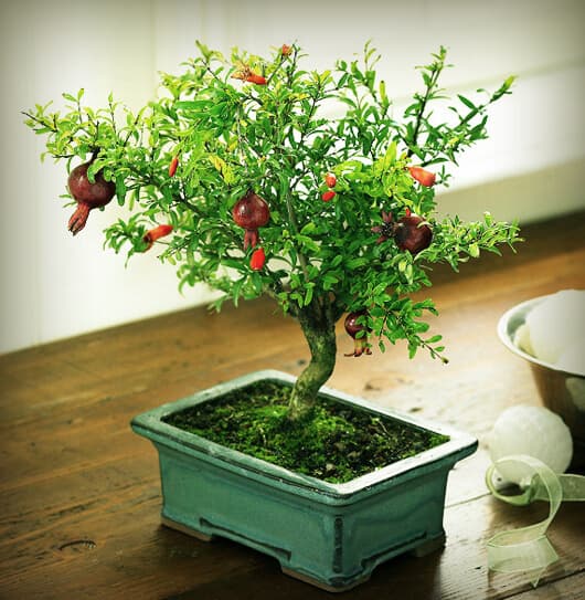 nhà đẹp, những loại hoa nên trồng trong phòng khách, phong thủy phòng khách